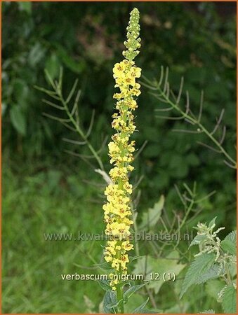 Verbascum nigrum