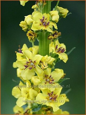 Verbascum nigrum