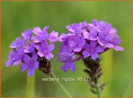 Verbena rigida