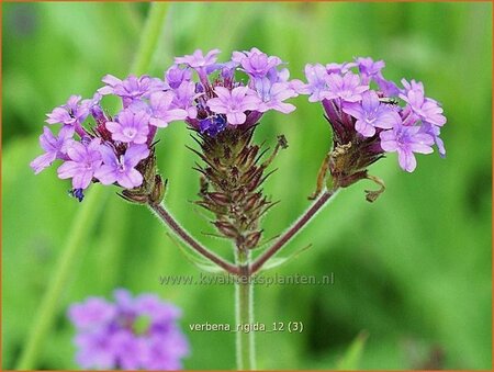 Verbena rigida