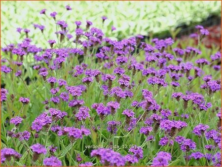 Verbena rigida