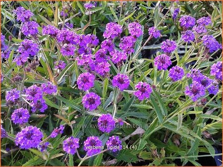 Verbena rigida