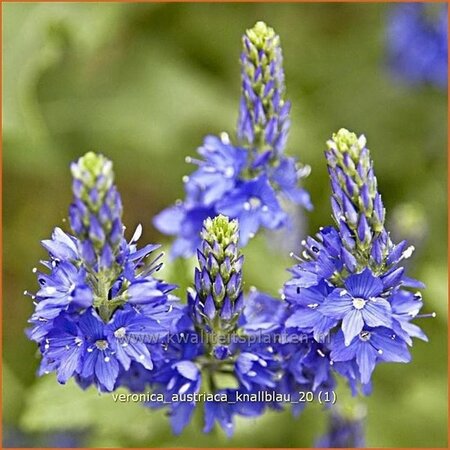 Veronica austriaca 'Knallblau'