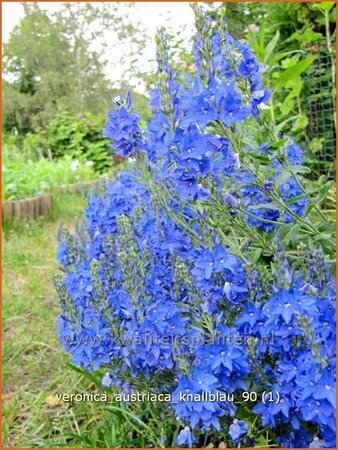 Veronica austriaca &#39;Knallblau&#39;