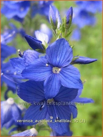 Veronica austriaca &#39;Knallblau&#39;