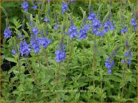 Veronica austriaca &#39;Shirley Blue&#39;