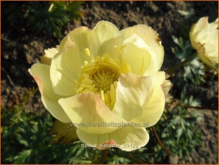Trollius 'Alabaster'