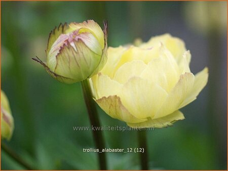 Trollius &#39;Alabaster&#39;