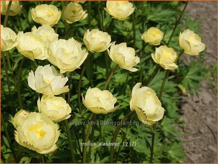 Trollius &#39;Alabaster&#39;