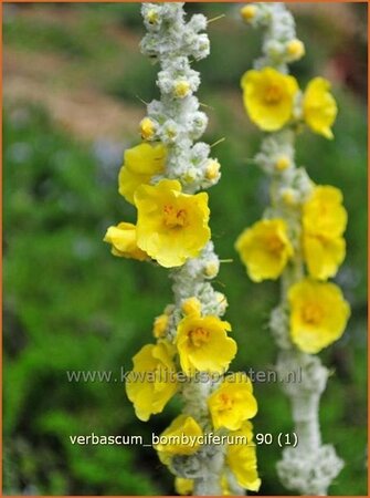 Verbascum bombyciferum