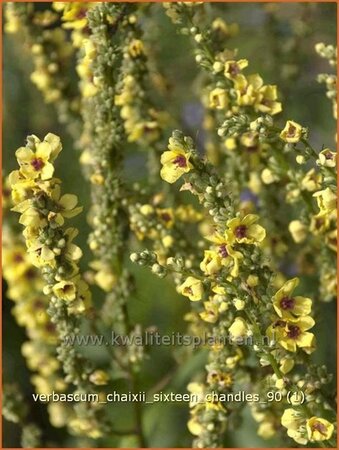 Verbascum chaixii &#39;Sixteen Candles&#39;