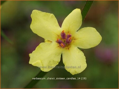 Verbascum chaixii &#39;Sixteen Candles&#39;