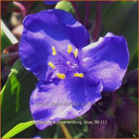 Tradescantia 'Zwanenburg Blue'