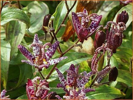 Tricyrtis formosana &#39;Purple Beauty&#39;