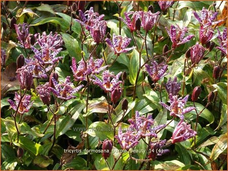 Tricyrtis formosana &#39;Purple Beauty&#39;