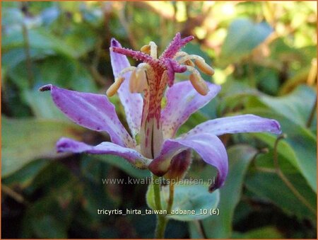 Tricyrtis hirta &#39;Taiwan Adbane&#39;