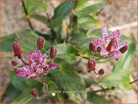 Tricyrtis &#39;Sinonome&#39;