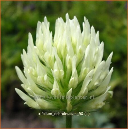 Trifolium ochroleucum