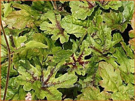 Tiarella &#39;Iron Butterfly&#39;