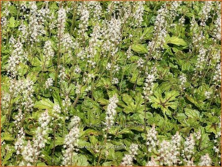 Tiarella &#39;Iron Butterfly&#39;