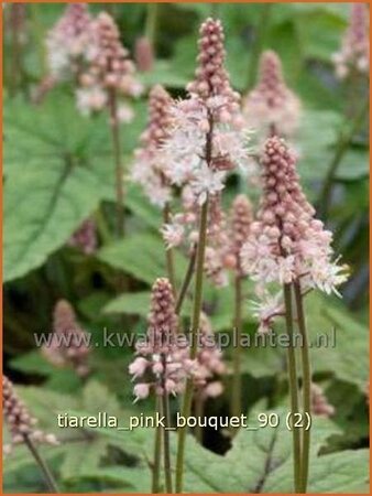 Tiarella &#39;Pink Bouquet&#39;