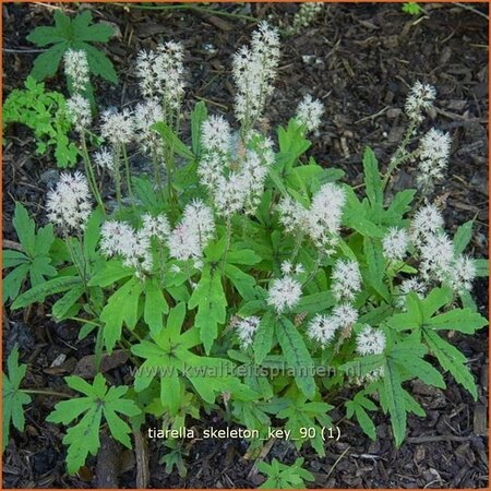 Tiarella &#39;Skeleton Key&#39;