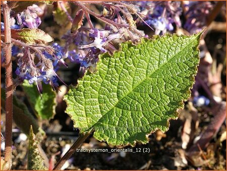 Trachystemon orientalis