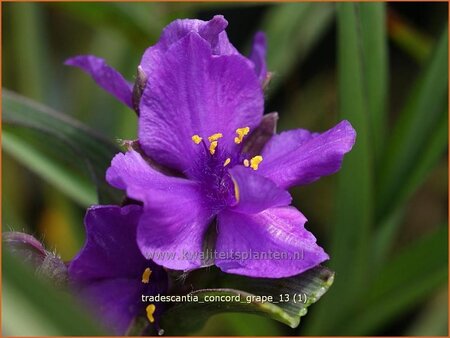 Tradescantia &#39;Concord Grape&#39;