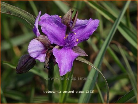 Tradescantia 'Concord Grape'