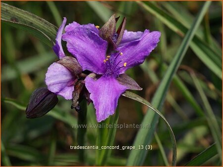 Tradescantia &#39;Concord Grape&#39;