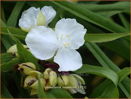 Tradescantia 'Innocence'