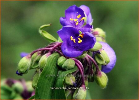 Tradescantia &#39;Leonora&#39;