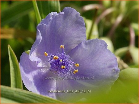 Tradescantia &#39;Little Doll&#39;