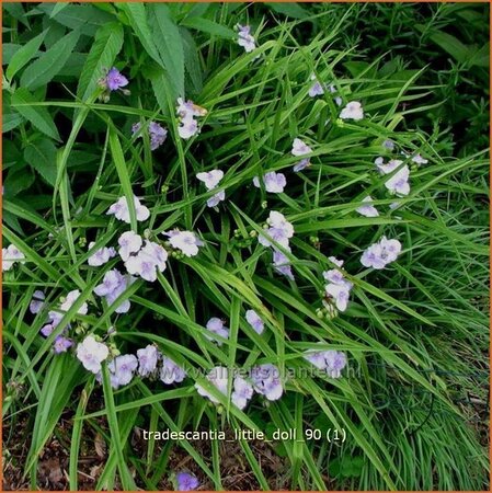 Tradescantia &#39;Little Doll&#39;