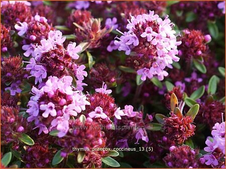 Thymus praecox &#39;Coccineus&#39;