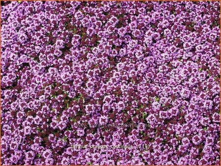 Thymus praecox 'Coccineus'