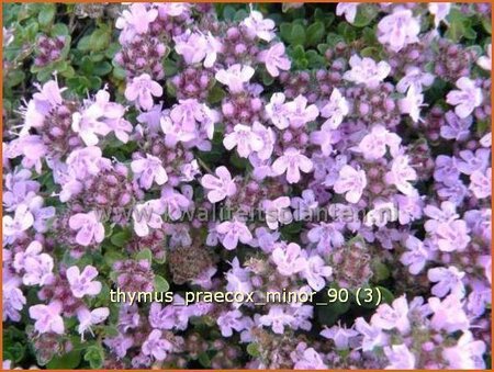 Thymus praecox &#39;Minor&#39;