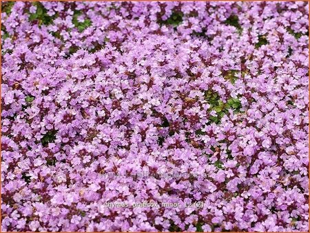 Thymus praecox &#39;Minor&#39;