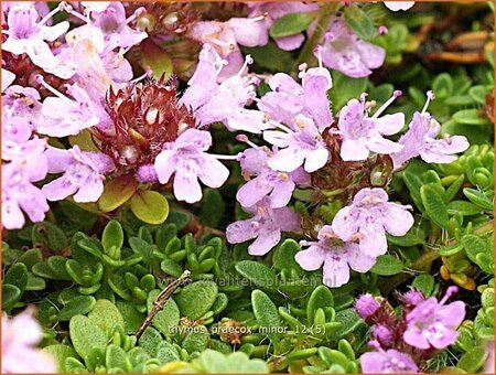 Thymus praecox &#39;Minor&#39;