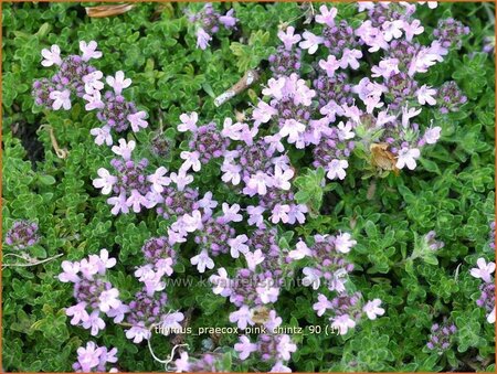 Thymus praecox &#39;Pink Chintz&#39;