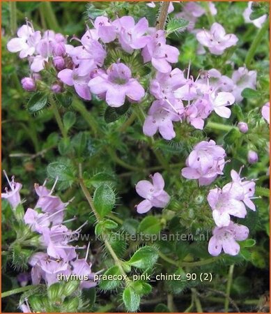 Thymus praecox &#39;Pink Chintz&#39;