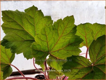 Tellima grandiflora 'Rubra'