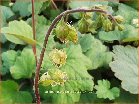 Tellima grandiflora 'Rubra'