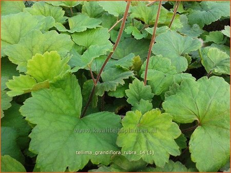 Tellima grandiflora 'Rubra'