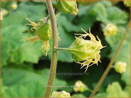 Tellima grandiflora 'Rubra'