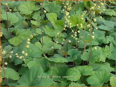 Tellima grandiflora 'Rubra'