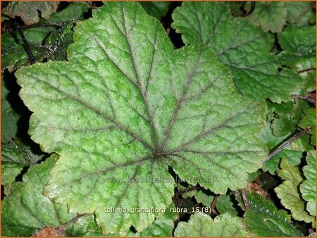 Tellima grandiflora 'Rubra'