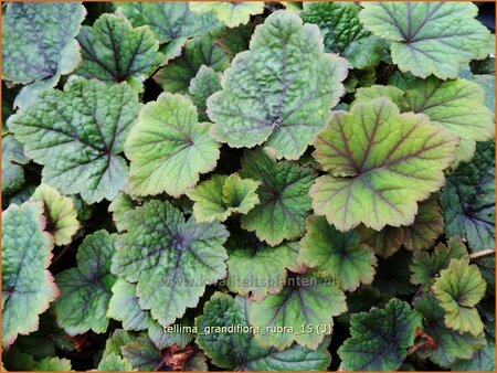 Tellima grandiflora 'Rubra'