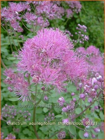 Thalictrum aquilegifolium 'Thundercloud'
