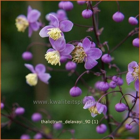 Thalictrum delavayi